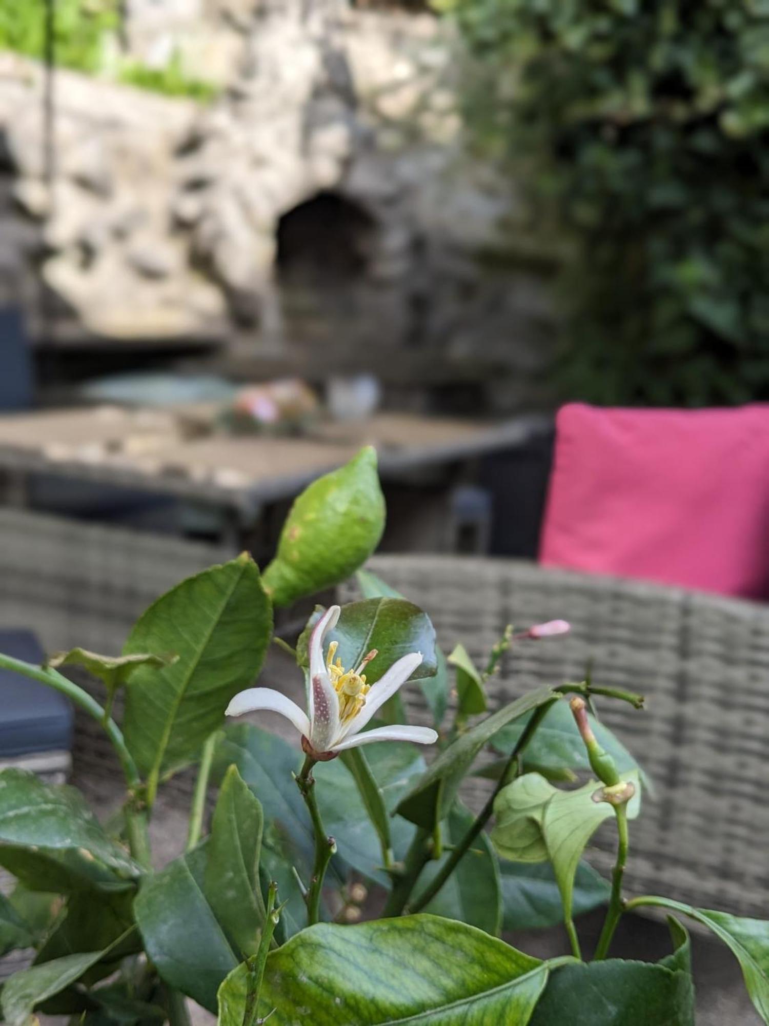 Waldblickwohnung Mit Schoener Terrasse Und Kamin Sebnitz Zewnętrze zdjęcie